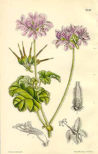 Pelargonium drummondii